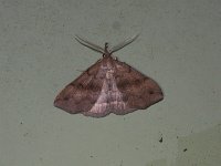 Dark Phalaenostola Moth
